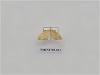 藏品(尺蛾249)的圖片